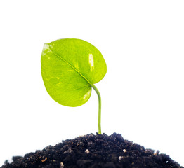 green plant in ground isolated on white