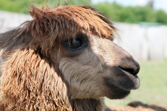 Fototapeta cute alpaca
