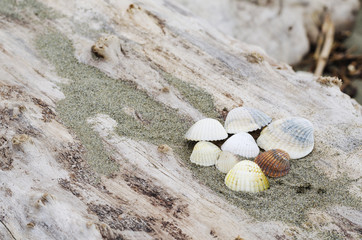 Shells on a trunk to the sea 2