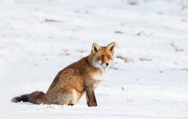 Red fox sits in the cold snow in wintertime