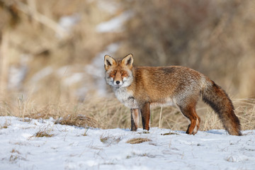 Red fox in wintertime