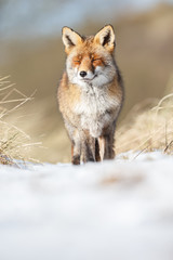 Red fox in wintertime