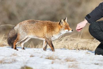 Red fox close too a human hand in wintertime