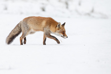 Red fox walking through the snow