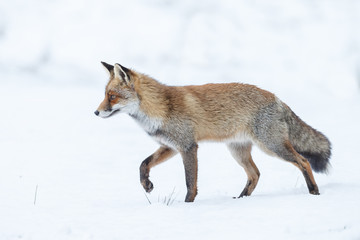Red fox walking through the snow