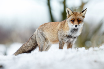 Naklejka na ściany i meble Red fox standing in a winter landscape