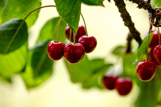 Summer Cherries