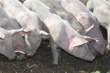cochons porc 3