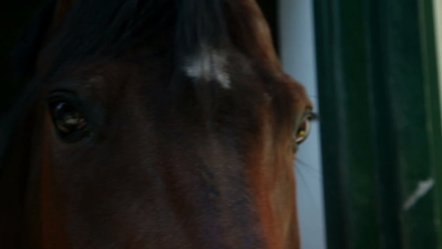 extreme close up on brown horse eyes