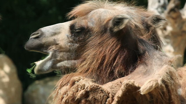 Camels eating grass and lifting their heads

