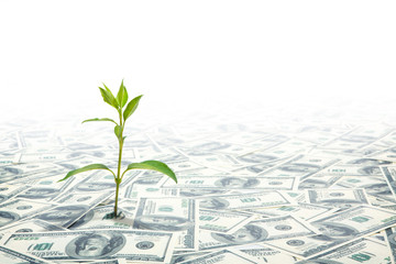 Fototapeta na wymiar Small Green Plant Growing on the Field of Dollars Notes