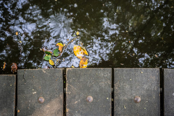 Wood planks over the river