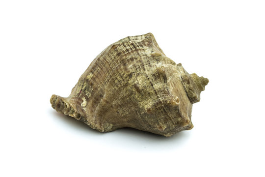 Seashell