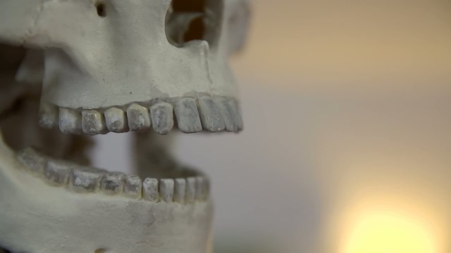 Detail of skull moving the jaw
