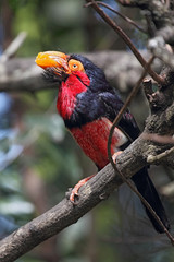 Senegal-Furchenschnabel (Lybius dubius)