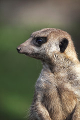 Obraz premium Erdmännchen (Suricata suricatta)