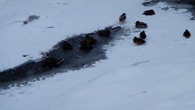 Canards