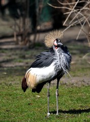 Kronenkranich