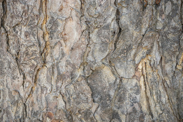 Tree bark texture