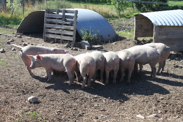 cochons porc 1