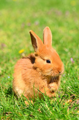 Little bunny on green grass