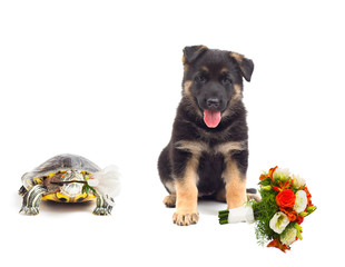 turtle and a German Shepherd puppy with flowers on a white backg