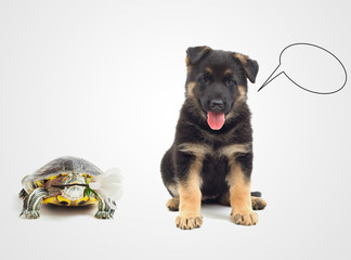 pets congratulates Happy holiday