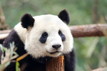 Photo sur Plexiglas Panda Giant Panda - Sad, Tired, Bored looking Pose. Chengdu, China