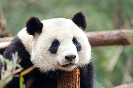 Fototapeta Giant Panda - Sad, Tired, Bored looking Pose. Chengdu, China