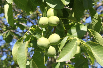 pommes apple 3