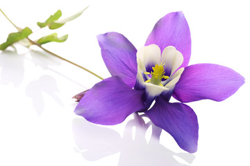 Columbine flower