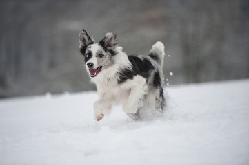 Border Collie im Schnee