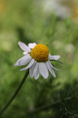 Obraz premium Chamomile