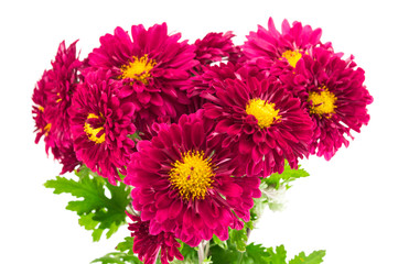 Red chrysanthemums bouquet