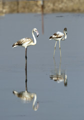 Juvenile Flamingos and reflection in water