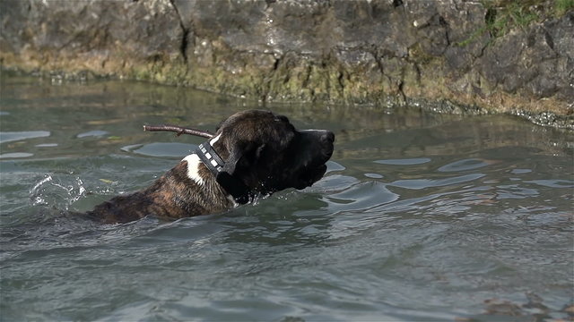 Dog with stick swimming to shore in slow motion
