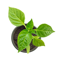 Pepper seedling on a white background