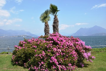 Blütenpracht im Frühling am Lago Maggiore