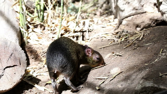 Shot of a two small mammals walking and snuffing around