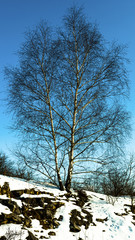 Birch on a snowy stony slope