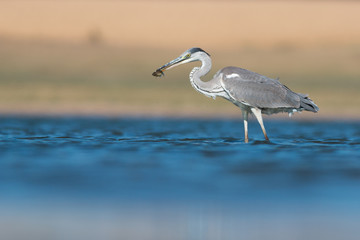 Grey heron with fish