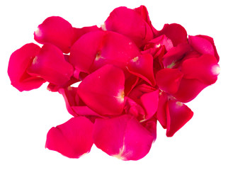 fresh pink  red  garden roses