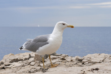 Seagull standing on sea stone