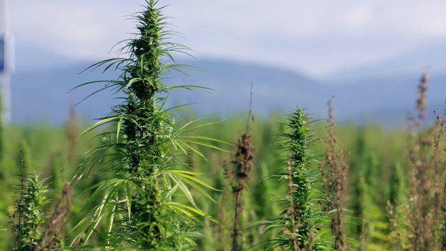 Group of hemp plants growing in nature
