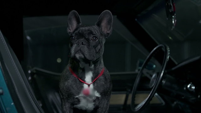 French bulldog sitting in blue Corvette and looking around