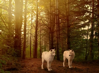 Papier Peint photo Lavable Loup wolves in woods