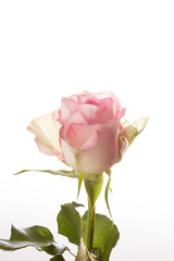 beautiful rose