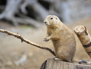 Marmot