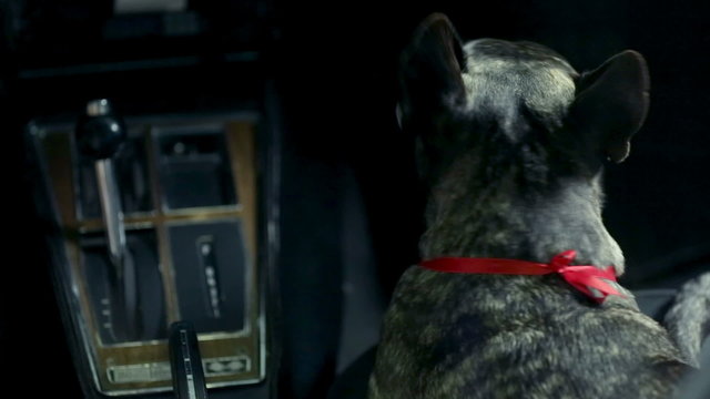 Woman fondles french bulldog during the night drive