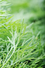 green dill